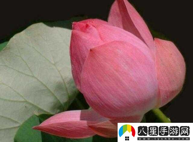 女性半夜蓮花開(kāi)放治療