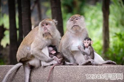 在兩個人生猴子的場景中，幽默與深刻的生活哲理交織，探討友情與歸屬感的真諦