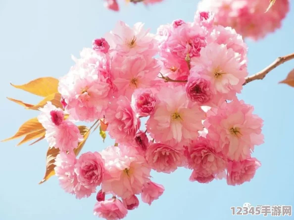 櫻花16q906a：絕美的櫻花風(fēng)情，讓人陶醉其中